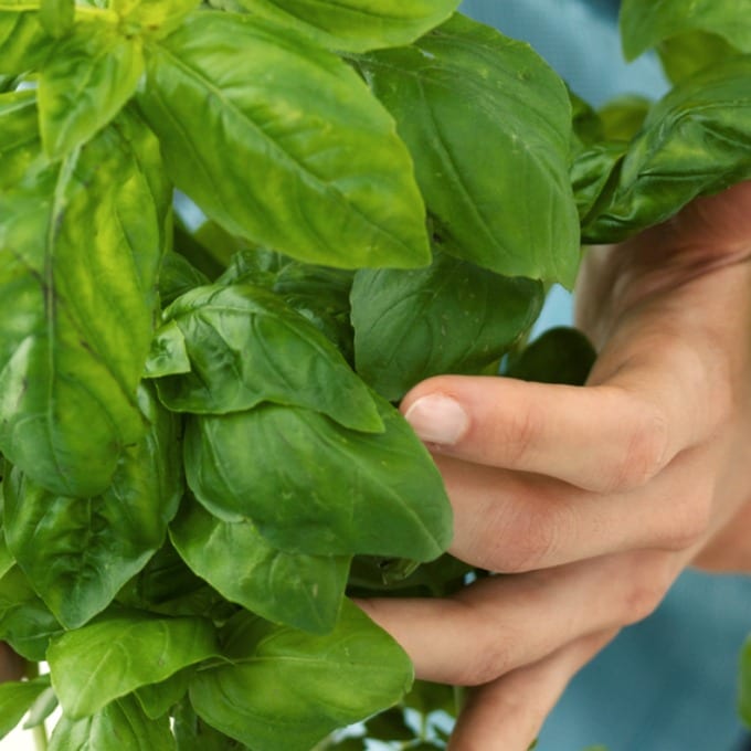 Close up of a female hand holding small basil plant.