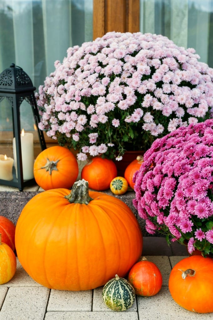 How to Take Care of Mums
 - Beautiful porch decoration with pumpkins, gourds, and mums.
