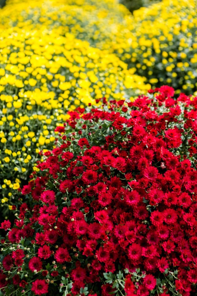 How to Take Care of Mums - close up of red and yellow flowering mums 