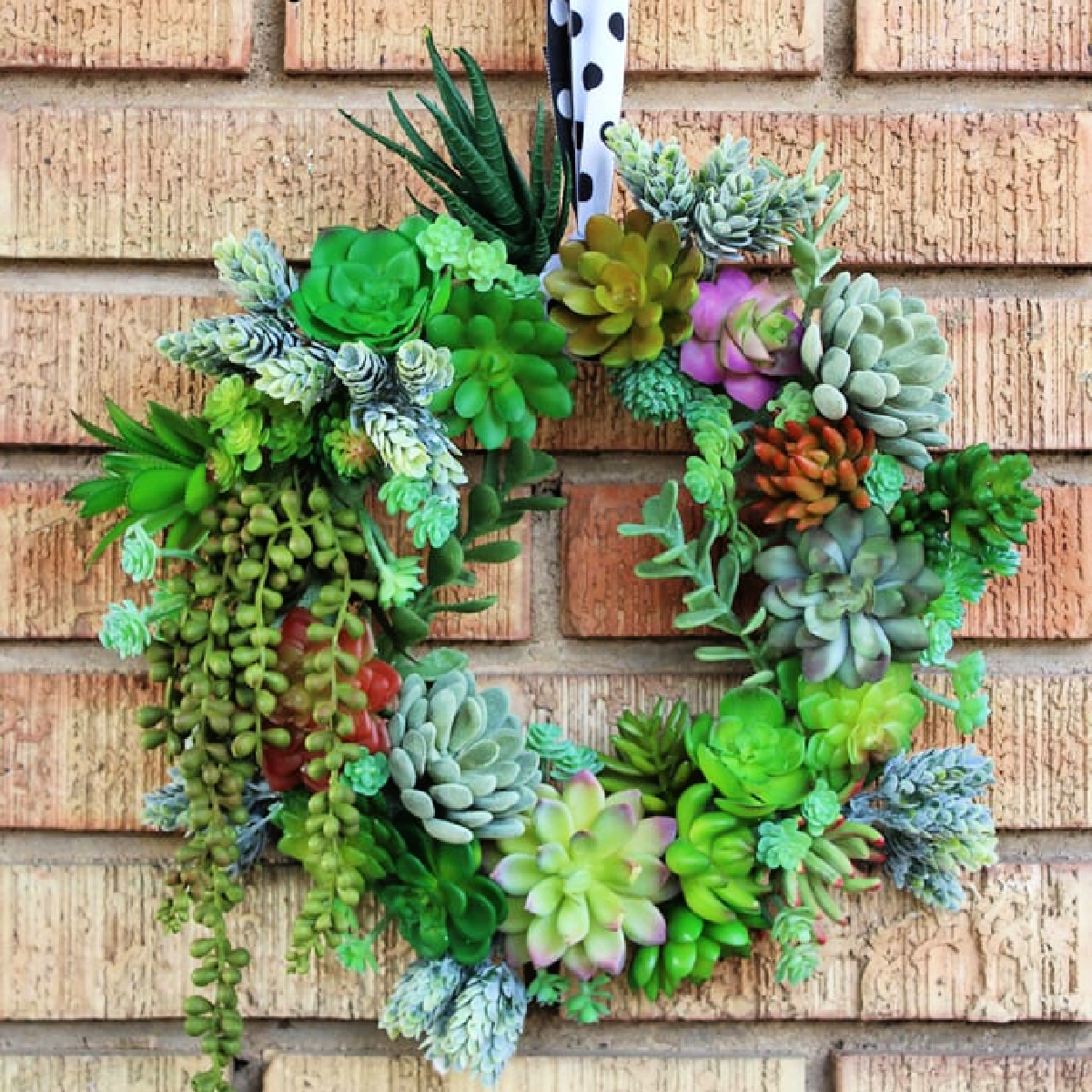 DIY Succulent Wreath with faux succulents hanging from a black and white polka dot ribbon.