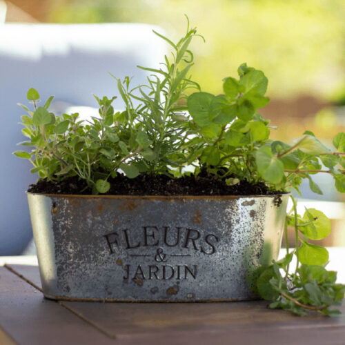 Dollar Tree Herb Planter with live plants.