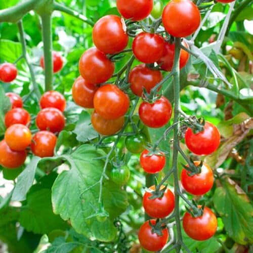 Growing Cherry Tomatoes in Pots: close up of cherry tomato plants with ripe fruit.