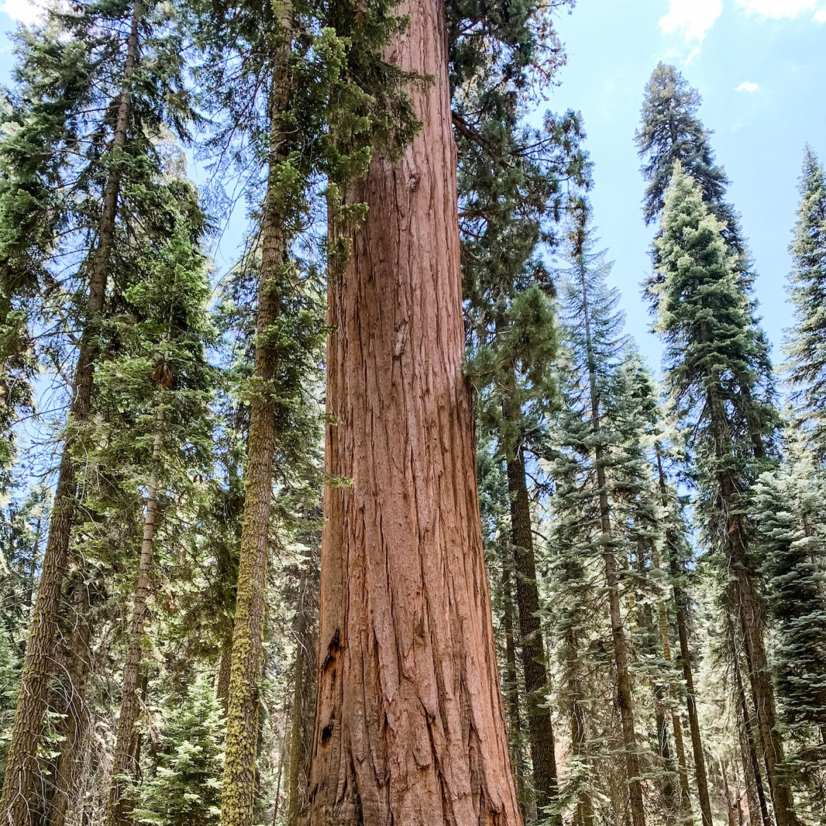 Giant sequoias standing tall in Sequoia National Park.