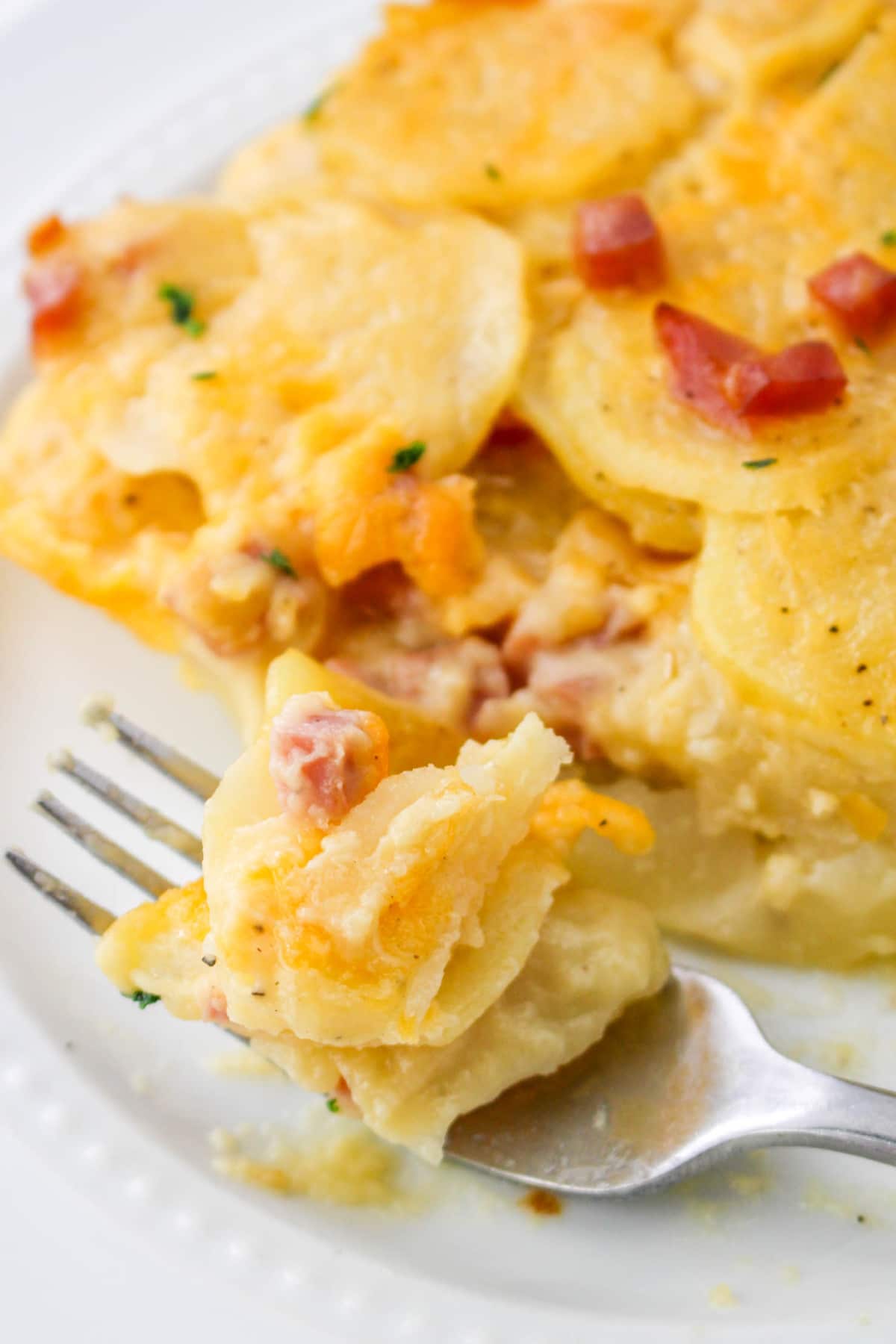 Close up of Ham and Potatoes Au Gratin on a fork.